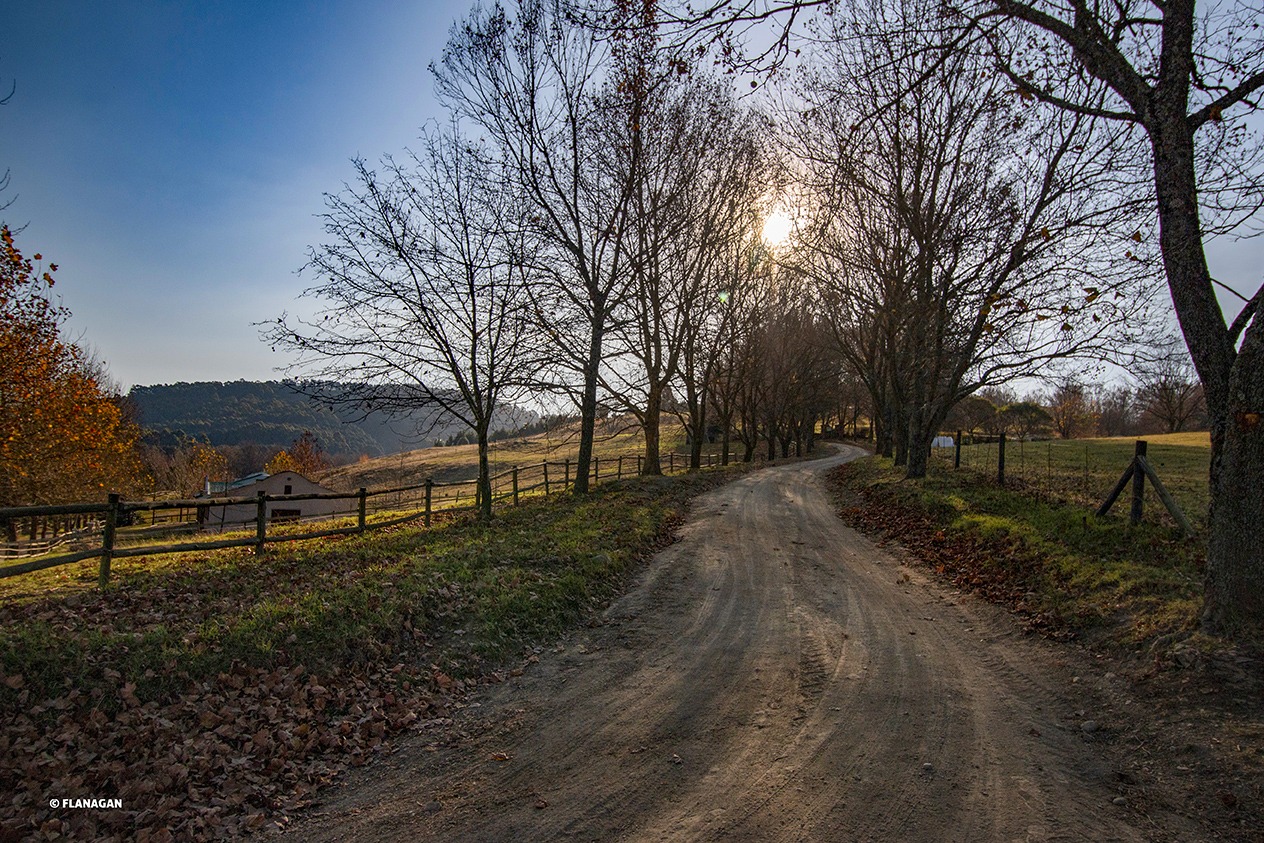 IMG_5715-ROAD-THRO-TREES-DARGLE-copy